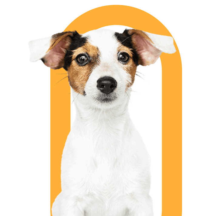 dog-01